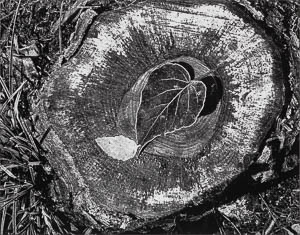 Ansel Adams